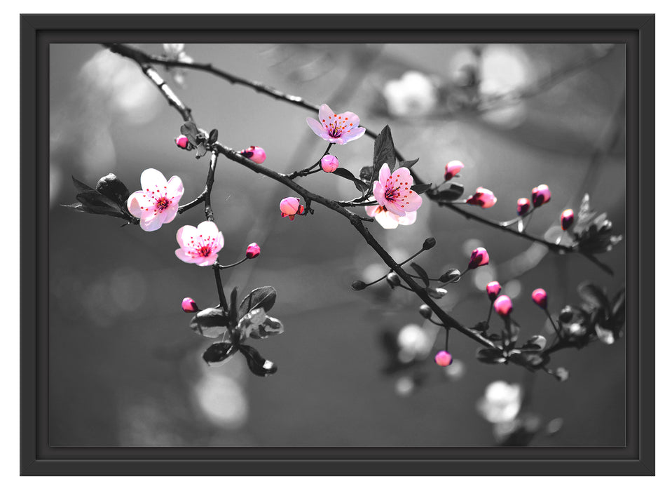 Exotische Sakura Blüten Schattenfugenrahmen 55x40
