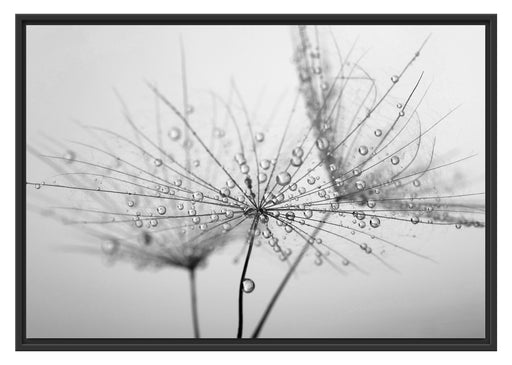 Pusteblume bedeckt mit Tropfen Schattenfugenrahmen 100x70