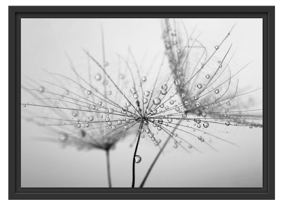 Pusteblume bedeckt mit Tropfen Schattenfugenrahmen 55x40