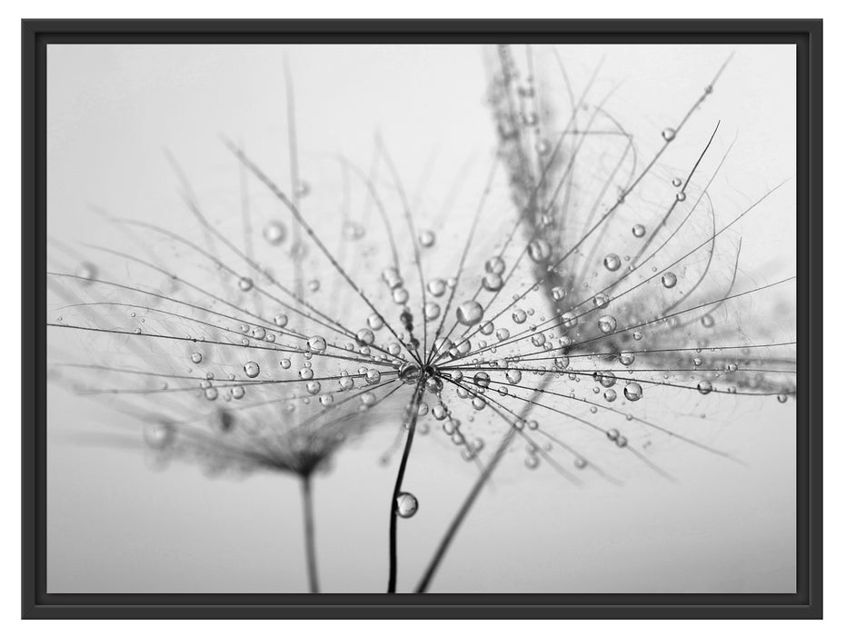 Pusteblume bedeckt mit Tropfen Schattenfugenrahmen 80x60