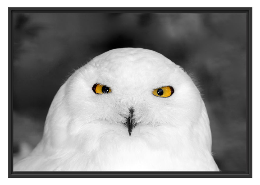 Pixxprint Prächtige schneeweiße Eule, im Schwebe-Effekt Bilderrahmen
