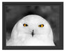 Prächtige schneeweiße Eule Schattenfugenrahmen 38x30