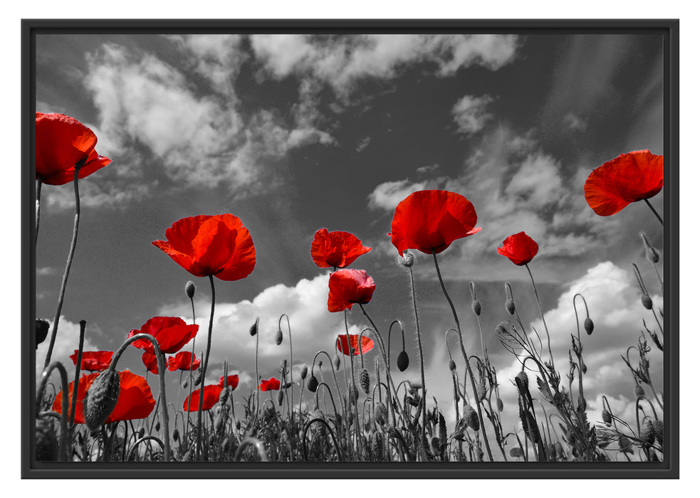 Pixxprint Wiese mit Blumen, im Schwebe-Effekt Bilderrahmen