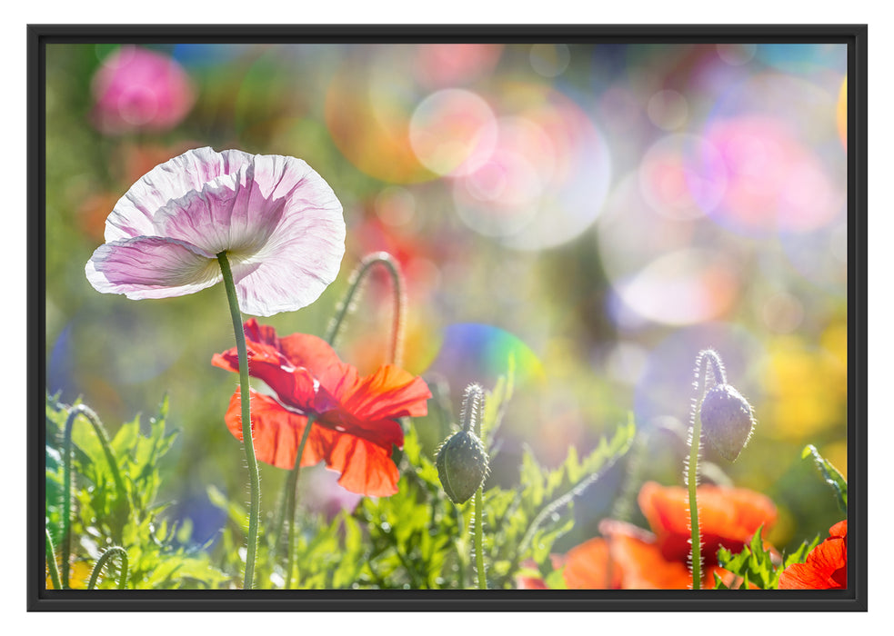 Pixxprint Kalifornischer Mohn Frühling, im Schwebe-Effekt Bilderrahmen