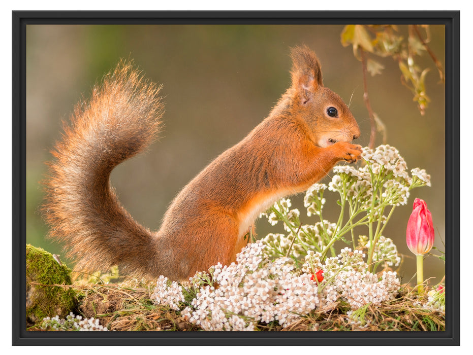 Nagendes Eichhörnchen im Moos Schattenfugenrahmen 80x60