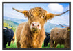Blick einer Kuh an der Weide Schattenfugenrahmen 100x70