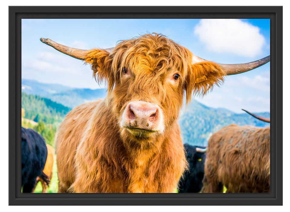 Blick einer Kuh an der Weide Schattenfugenrahmen 55x40