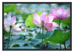 rosa Lotusblüte im Teich Schattenfugenrahmen 100x70