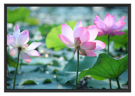 rosa Lotusblüte im Teich Schattenfugenrahmen 100x70
