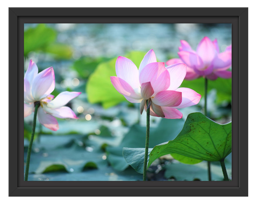 rosa Lotusblüte im Teich Schattenfugenrahmen 38x30