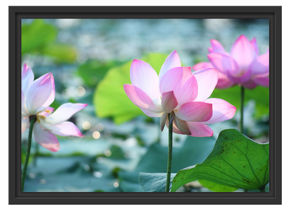 rosa Lotusblüte im Teich Schattenfugenrahmen 55x40