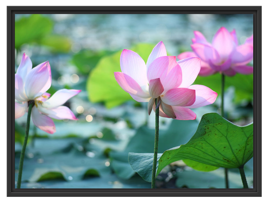 rosa Lotusblüte im Teich Schattenfugenrahmen 80x60