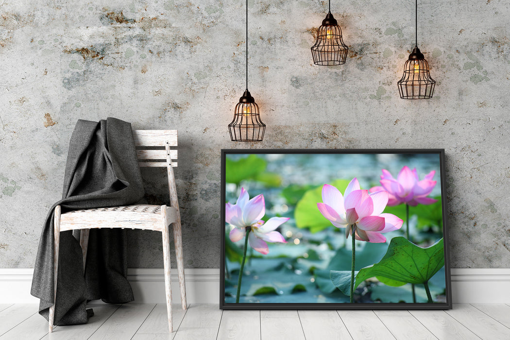 rosa Lotusblüte im Teich Schattenfugenrahmen Wohnzimmer