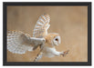 Fliegende Weiße Eule bei der Jagd Schattenfugenrahmen 55x40
