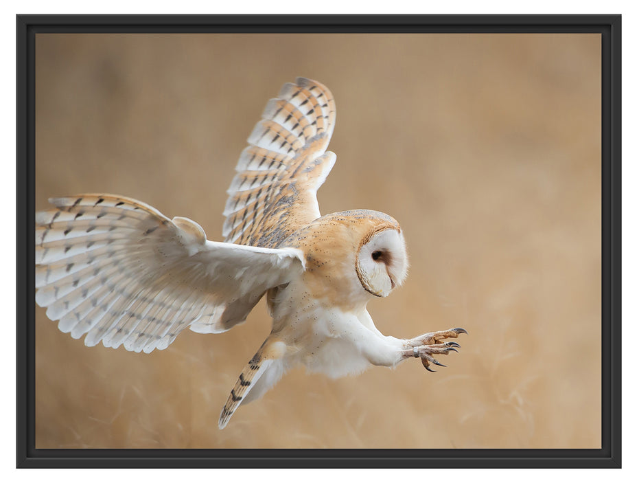 Fliegende Weiße Eule bei der Jagd Schattenfugenrahmen 80x60