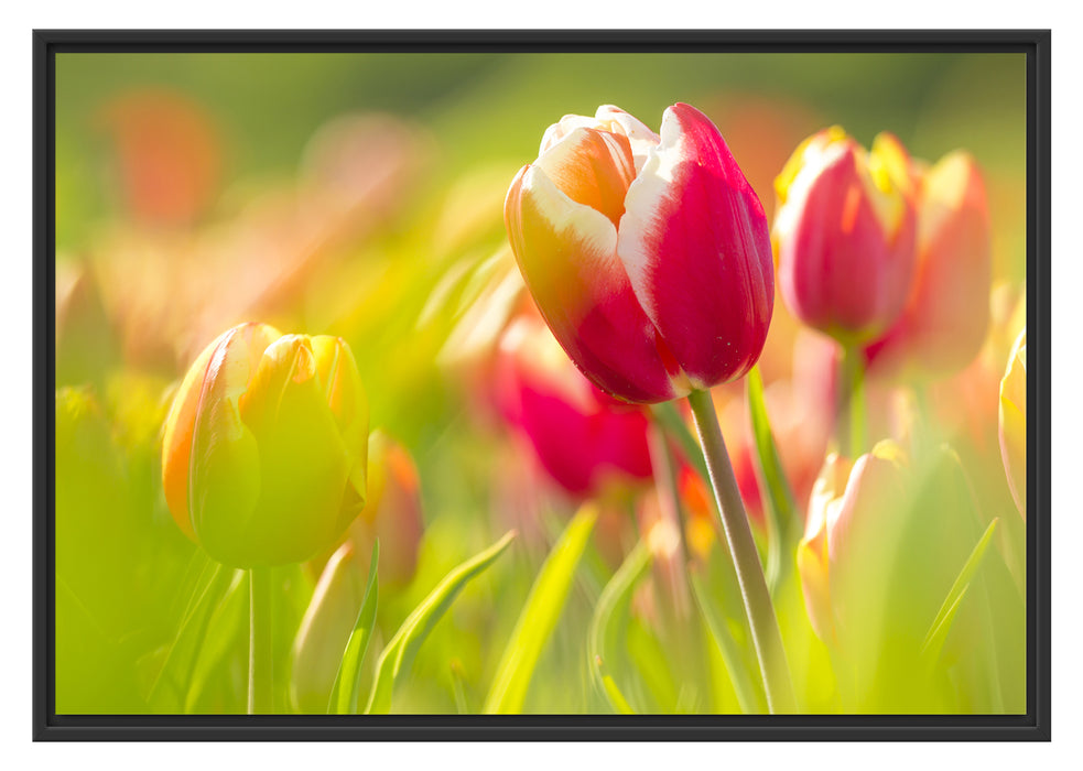 Pixxprint Blühende rote Tulpen, im Schwebe-Effekt Bilderrahmen