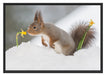 Eichhörnchen im Schnee Schattenfugenrahmen 100x70