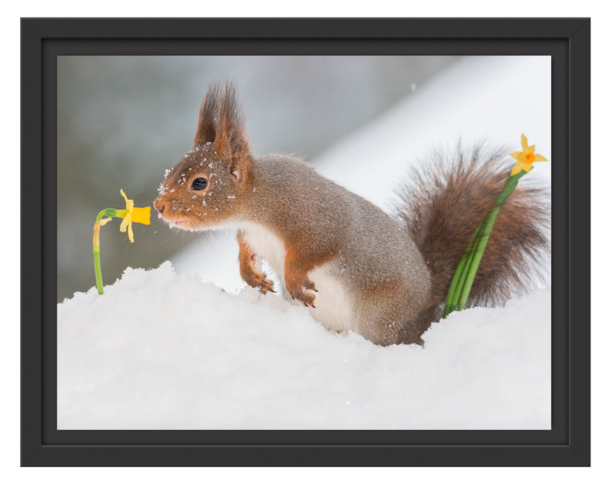 Eichhörnchen im Schnee Schattenfugenrahmen 38x30