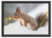 Eichhörnchen im Schnee Schattenfugenrahmen 55x40