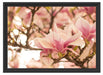 Rosa Magnolienblüten im Frühling Schattenfugenrahmen 55x40