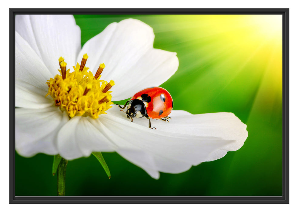 Pixxprint Marienkäfer auf einer weißen Blume, im Schwebe-Effekt Bilderrahmen