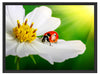Marienkäfer auf einer weißen Blume Schattenfugenrahmen 80x60