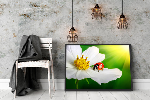 Marienkäfer auf einer weißen Blume Schattenfugenrahmen Wohnzimmer
