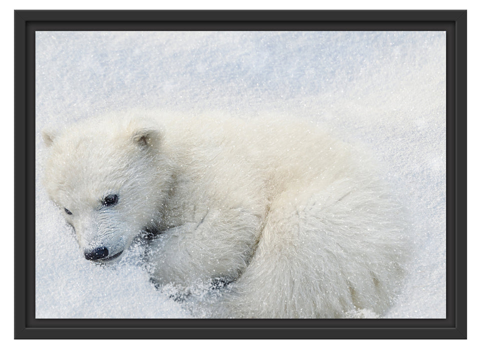 Eisbär im Schnee Schattenfugenrahmen 55x40