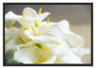 Wunderschöne weiße Calla Lilien Schattenfugenrahmen 100x70