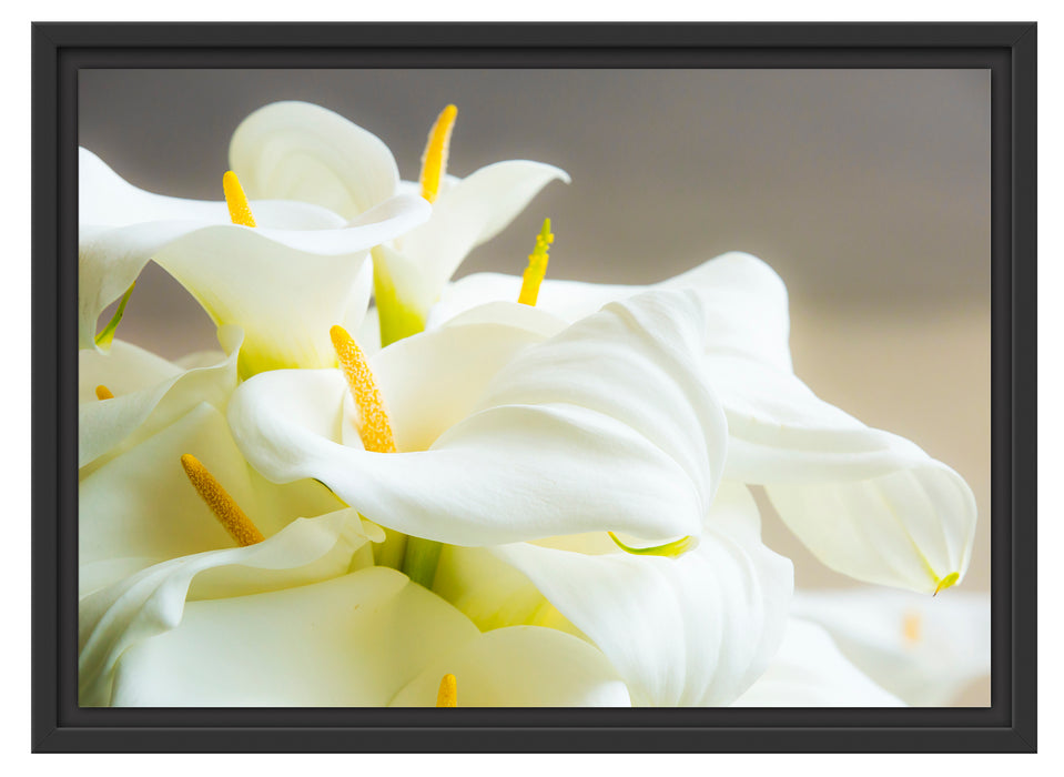 Wunderschöne weiße Calla Lilien Schattenfugenrahmen 55x40