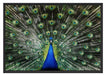 Schöner Pfau mit seinem Gefieder Schattenfugenrahmen 100x70