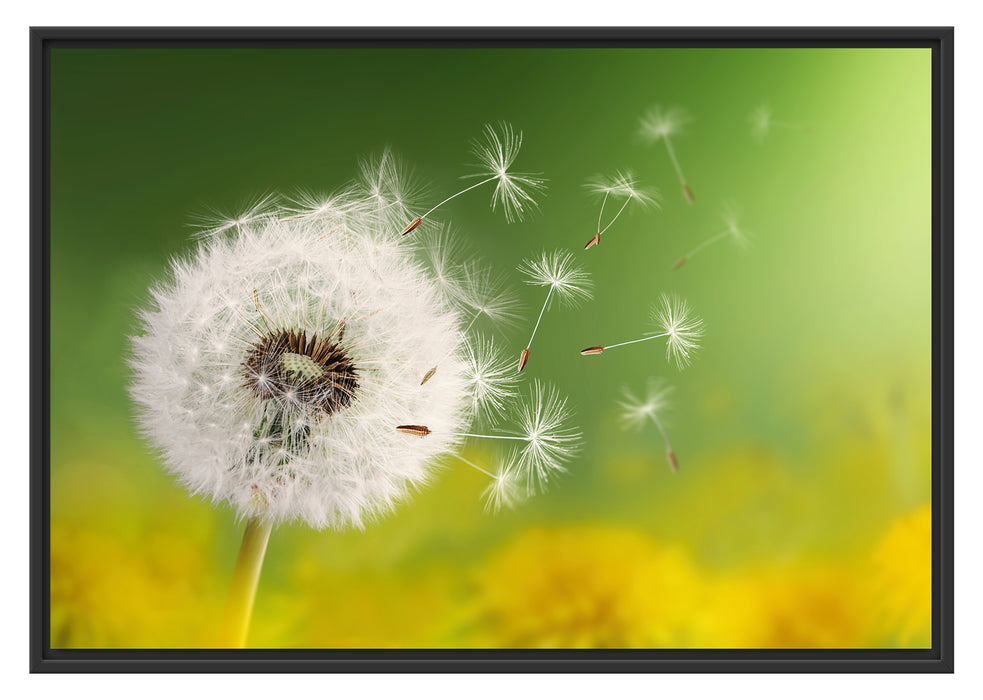 Pixxprint Löwenzahn Samen, im Schwebe-Effekt Bilderrahmen