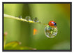 Marienkäfer Wassertropfen Schattenfugenrahmen 100x70