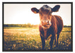 Kuh auf Blumenwiese Schattenfugenrahmen 100x70