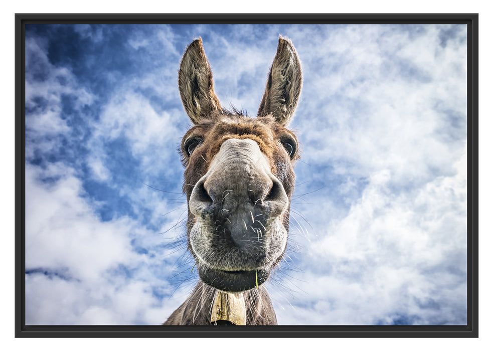 Pixxprint Lustiger Esel, im Schwebe-Effekt Bilderrahmen