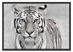 Anmutiger Tiger in Schattenfugenrahmen 100x70