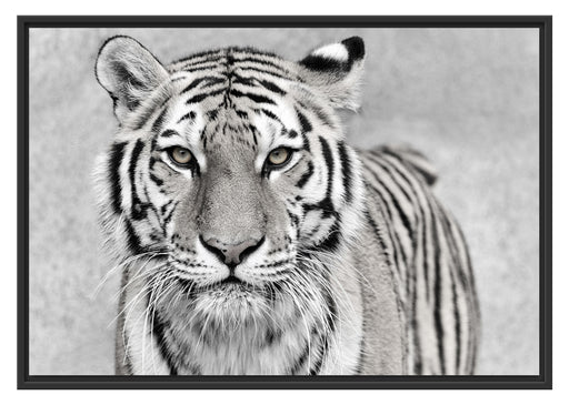 Anmutiger Tiger in Schattenfugenrahmen 100x70