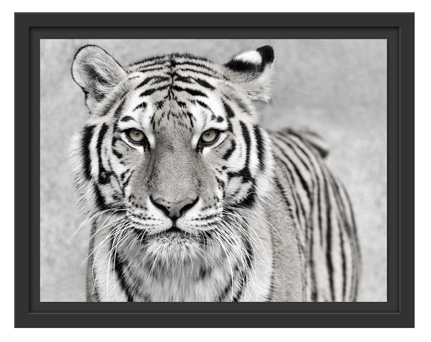 Anmutiger Tiger in Schattenfugenrahmen 38x30