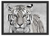 Anmutiger Tiger in Schattenfugenrahmen 55x40
