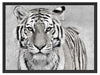 Anmutiger Tiger in Schattenfugenrahmen 80x60