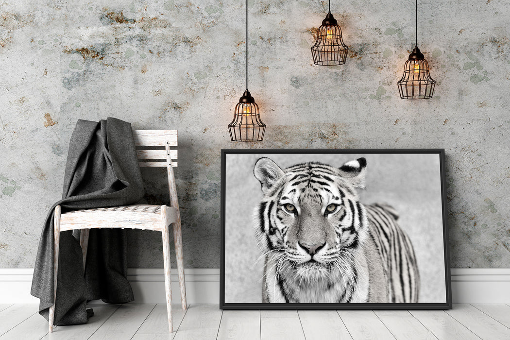 Anmutiger Tiger in Schattenfugenrahmen Wohnzimmer