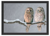 Zwei Eulen in Winterlandschaft Schattenfugenrahmen 55x40
