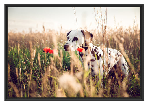 Neugieriger Hund im Feld Schattenfugenrahmen 100x70