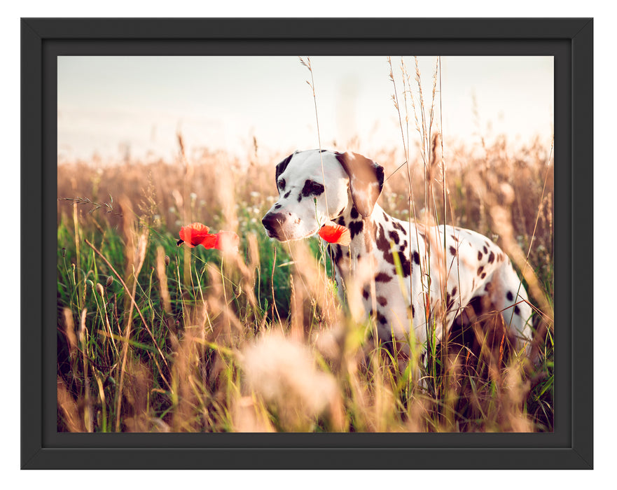 Neugieriger Hund im Feld Schattenfugenrahmen 38x30