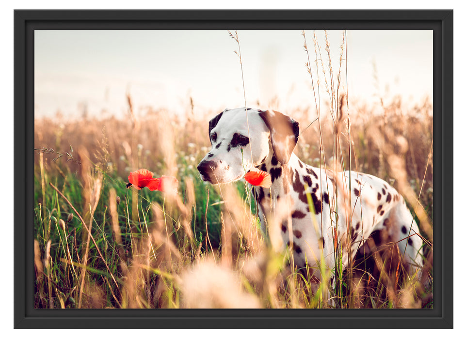 Neugieriger Hund im Feld Schattenfugenrahmen 55x40