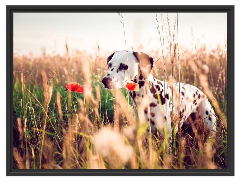 Neugieriger Hund im Feld Schattenfugenrahmen 80x60