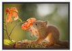 Eichhörnchen riecht an einer Blume Schattenfugenrahmen 100x70