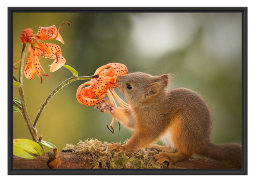 Eichhörnchen riecht an einer Blume Schattenfugenrahmen 100x70