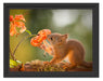 Eichhörnchen riecht an einer Blume Schattenfugenrahmen 38x30