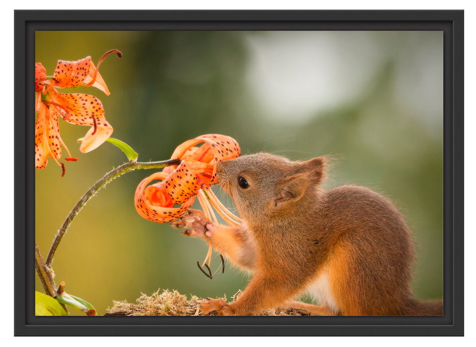 Eichhörnchen riecht an einer Blume Schattenfugenrahmen 55x40
